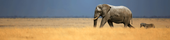 1400761902_2_Rondreis Zuid Afrika_1537334166
